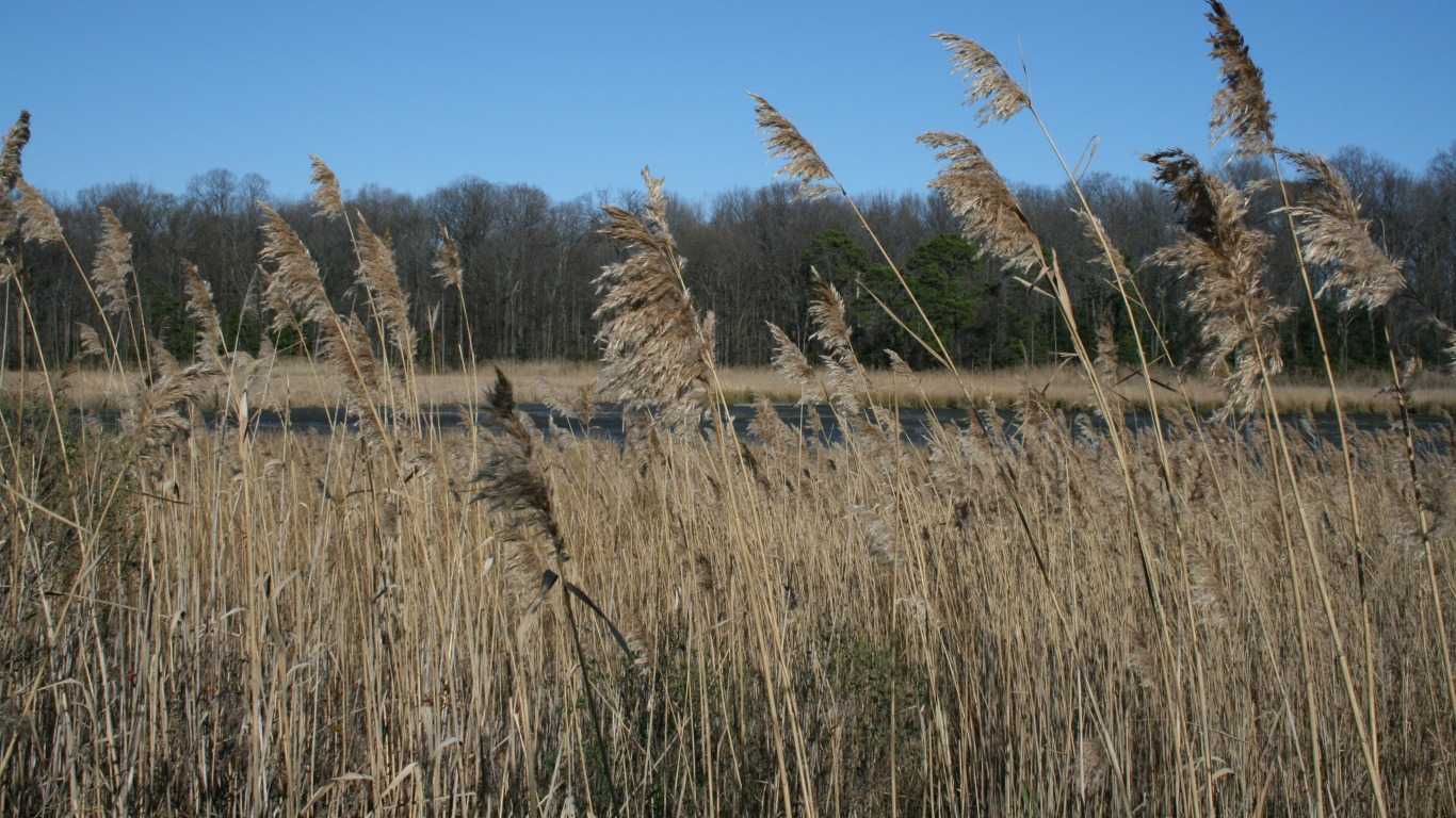 Death In The Marshland